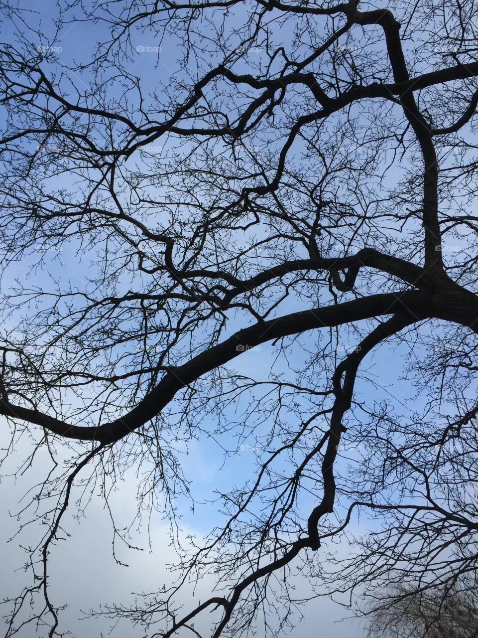Trees