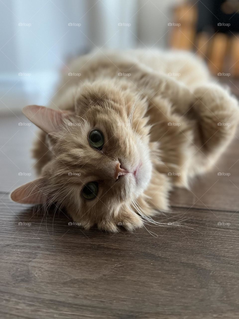 Beautiful cat at ground level paws up looking into camera 