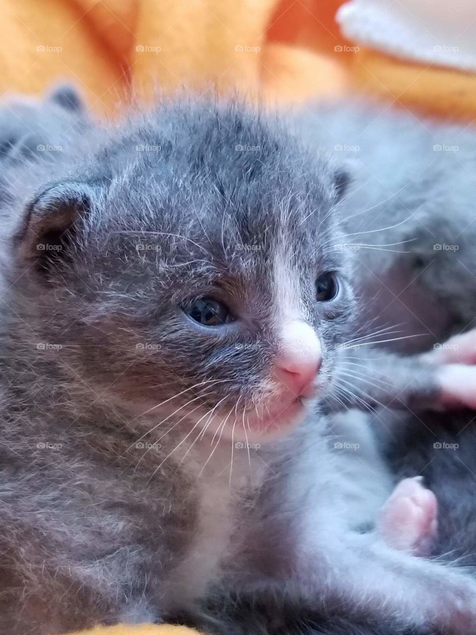Tiny foster kitten waiting for his bottle.