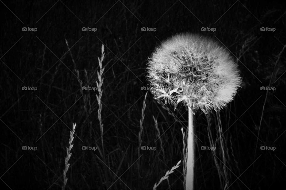 Dandelion with fluffy seeds black and white low key picture