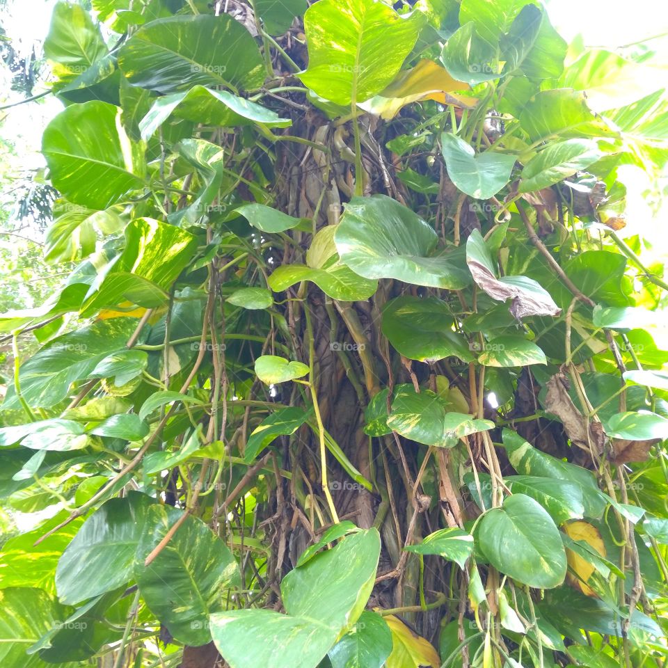 Vines grow on tree