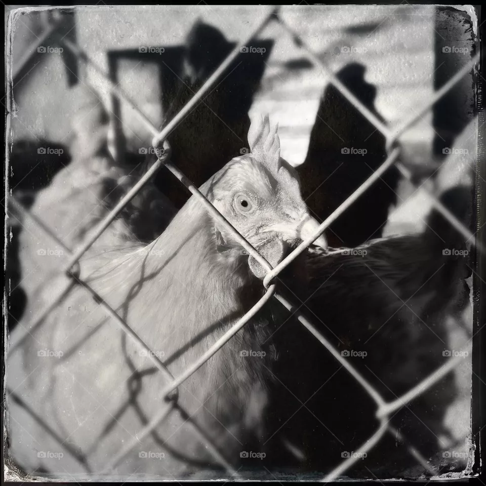 Hen