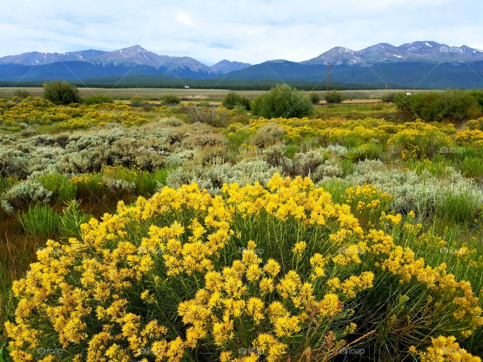 wildeflowers mountains Colorado