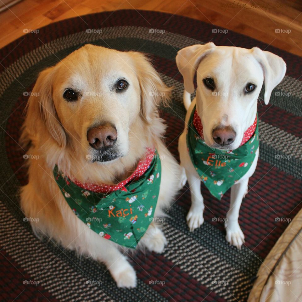 All ready for The Holidays in our Christmas bandanas