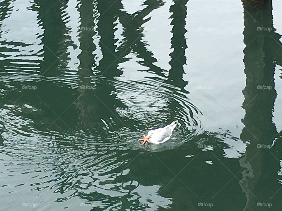 Seagull catching starfish in Brentwood Bay