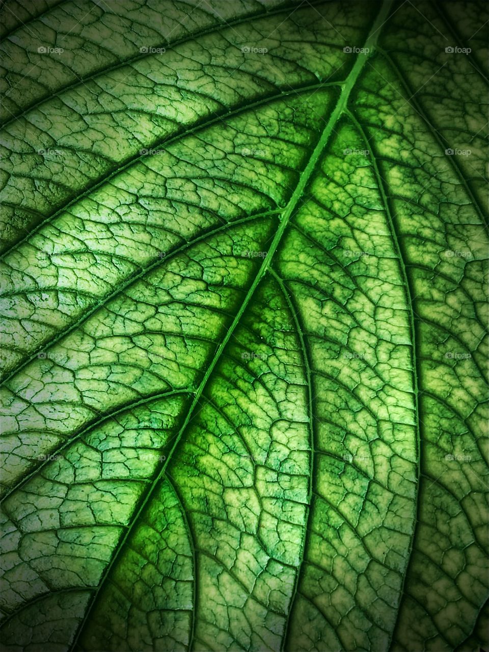 Leaf macro