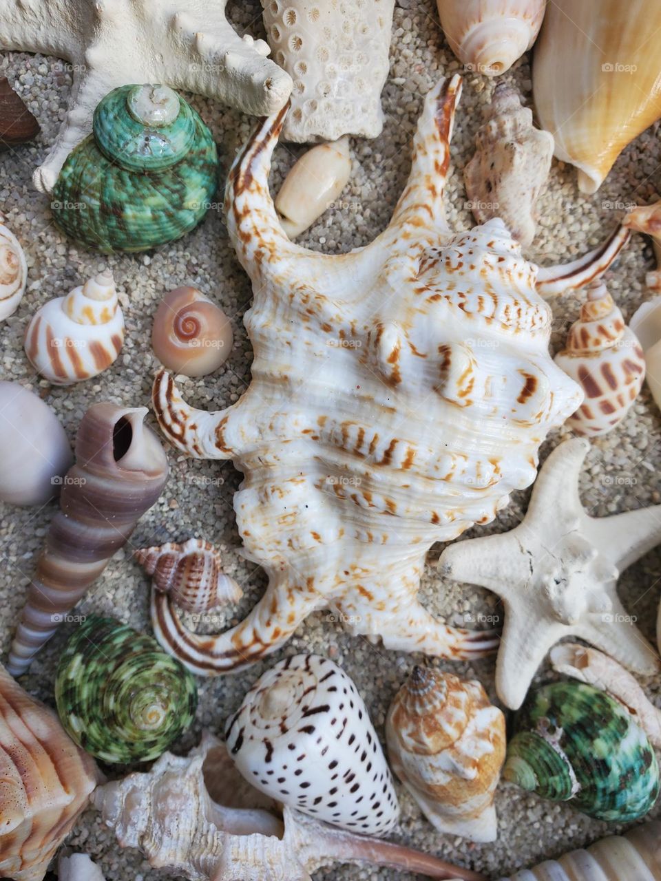 collection of beautiful sea shells