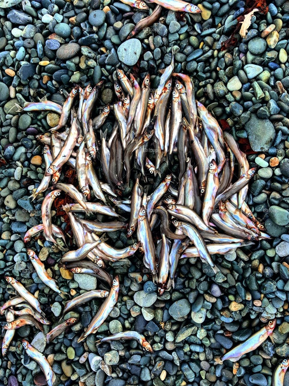 taken in canada, while in my home province of Newfoundland, where people are dependent on the sea, and it's bounty. caplin rolling is an exta special time, you collect them from the beach, to freeze or dehydrate, for the winter.