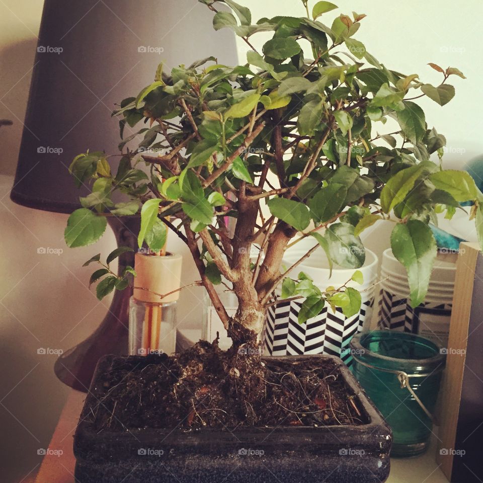 Bonsai. Tree