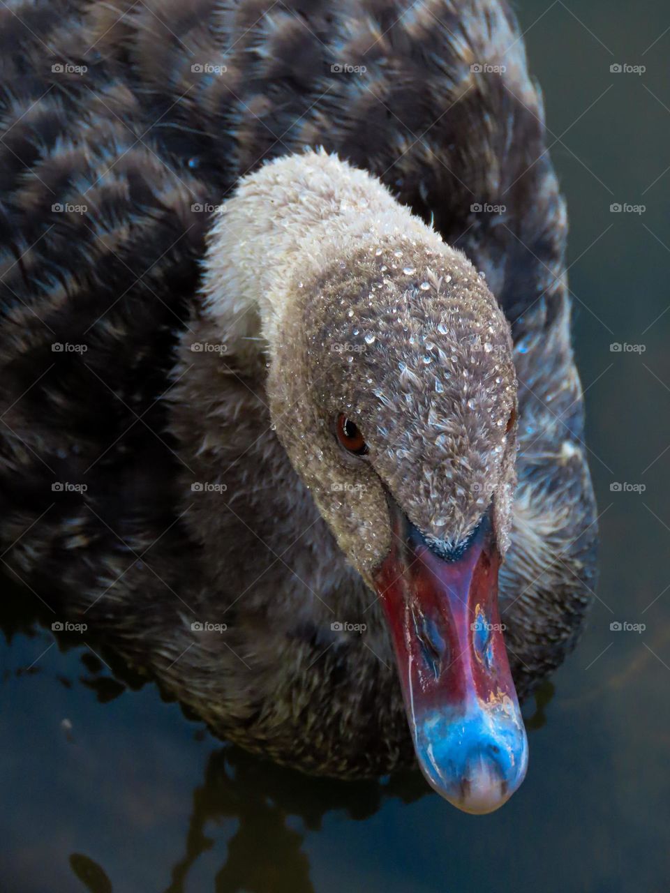 Baby swan covered in water droplets 💦