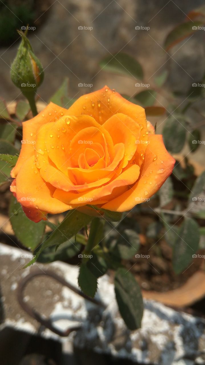 Water drops on orange rose