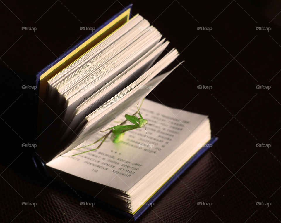 do you like reading?