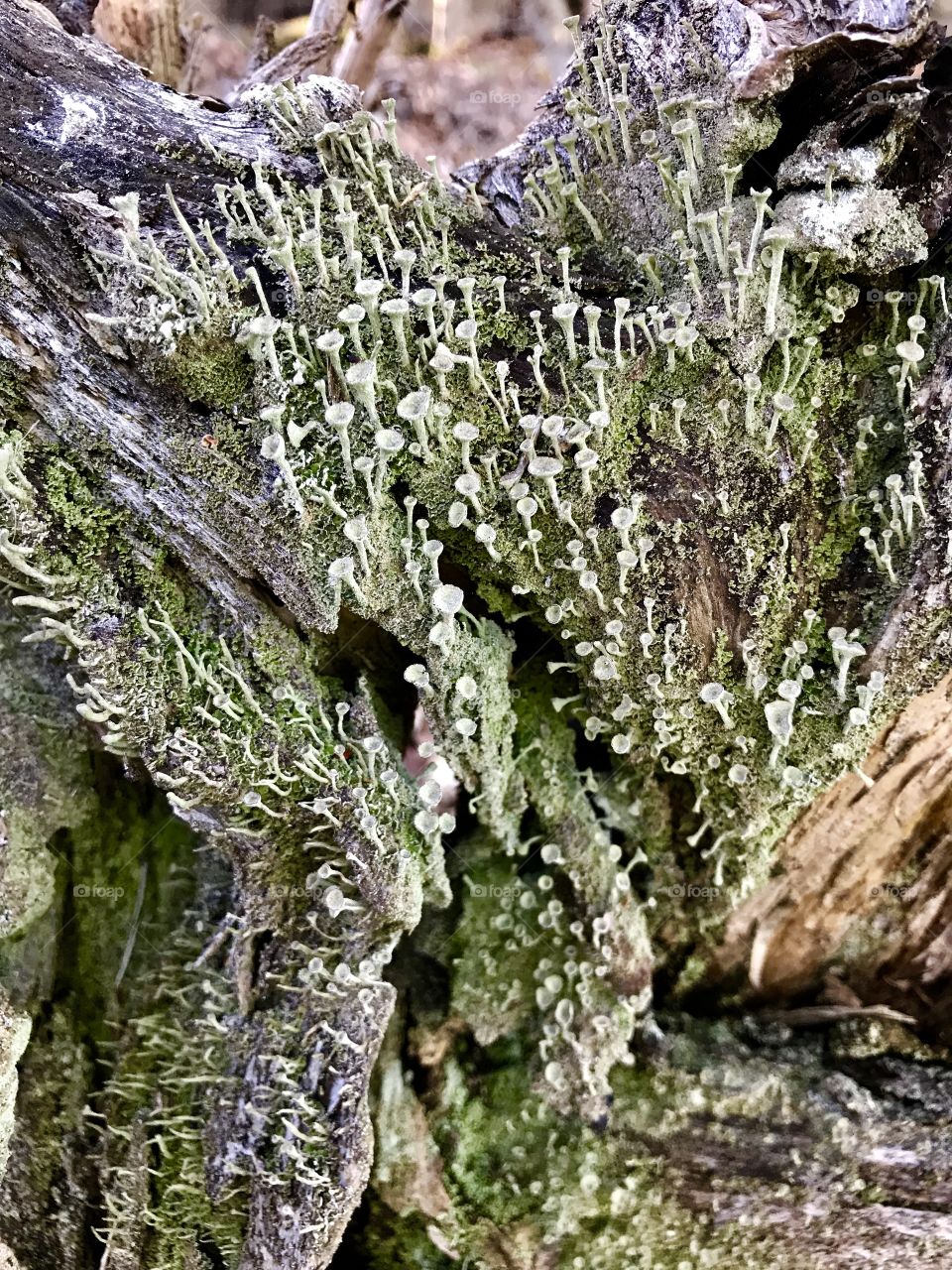 Moss and Mushroom Mürgelibrunnen 