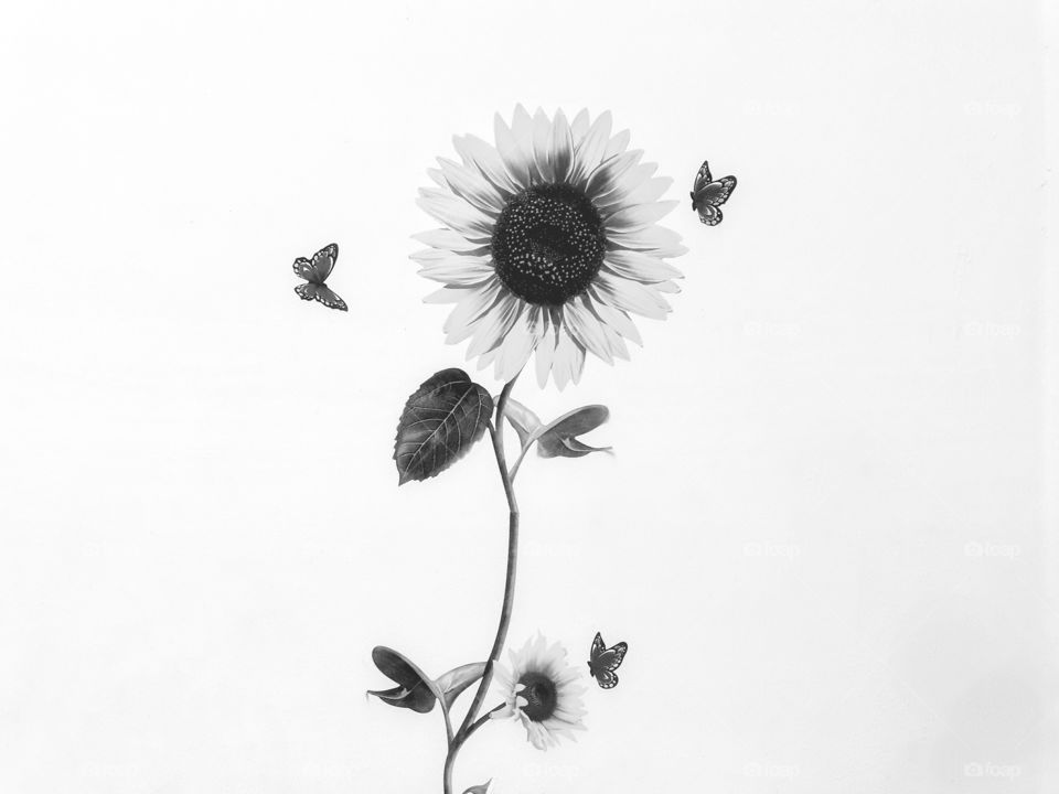 sunflower and butterfly