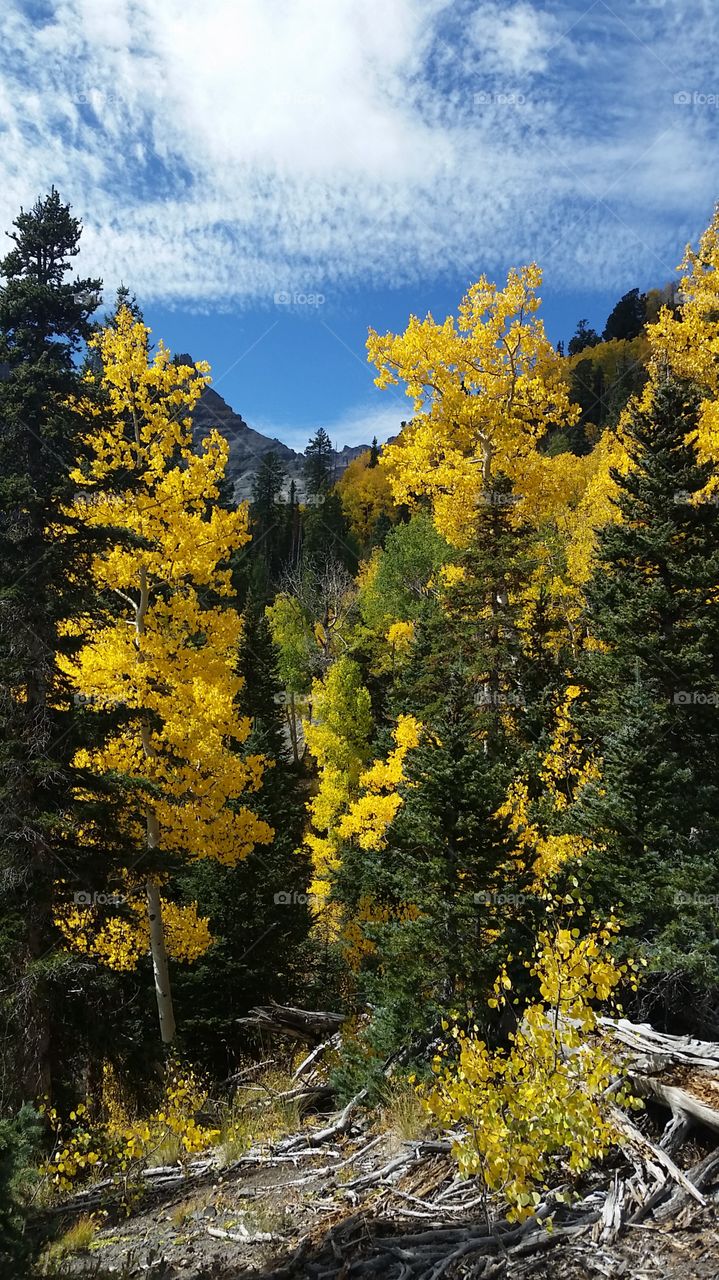 Wood, Fall, Tree, Landscape, Nature