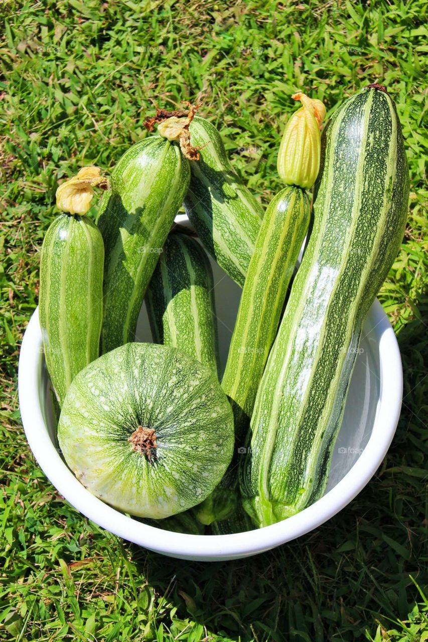 Zucchini