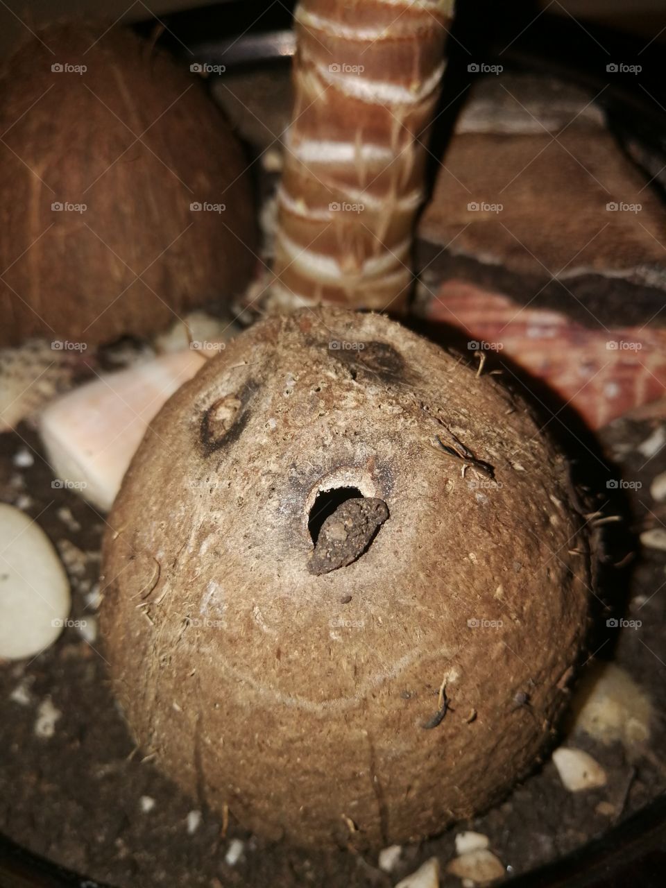 Cocos shell