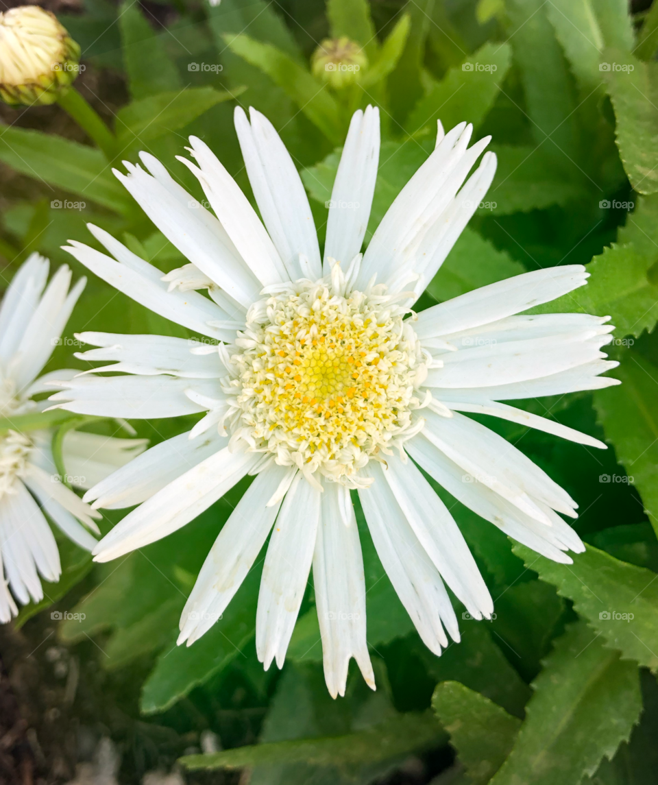 Daisy flower