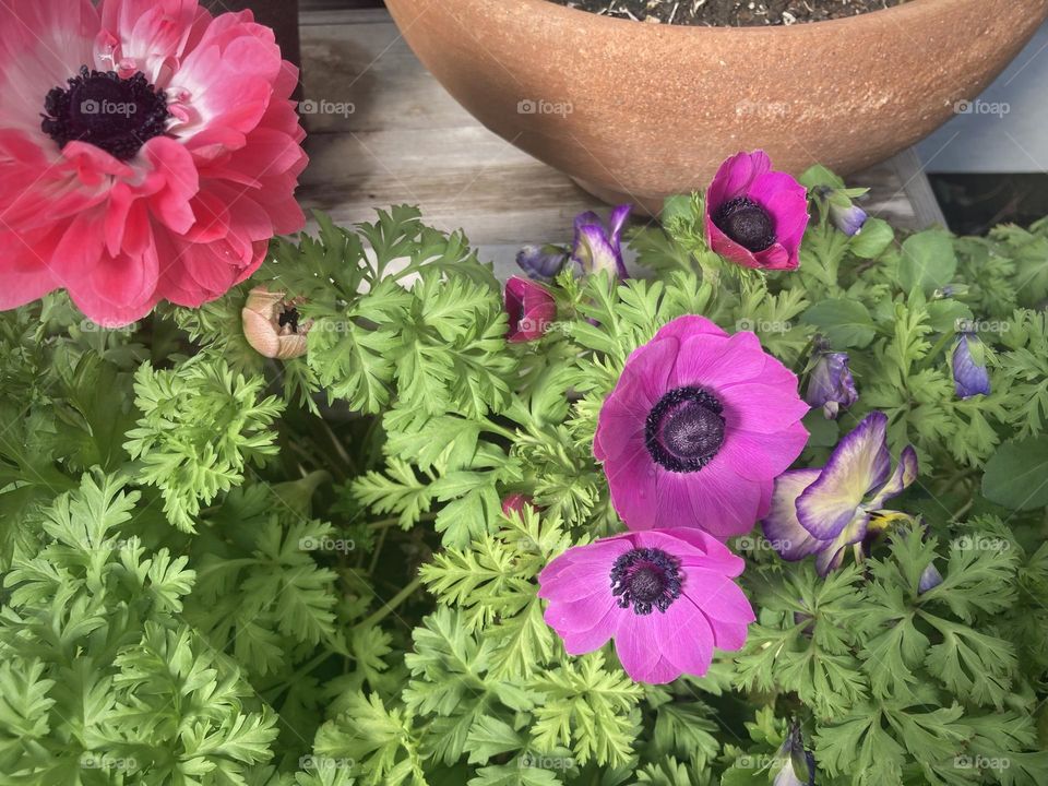 Anemone flowers