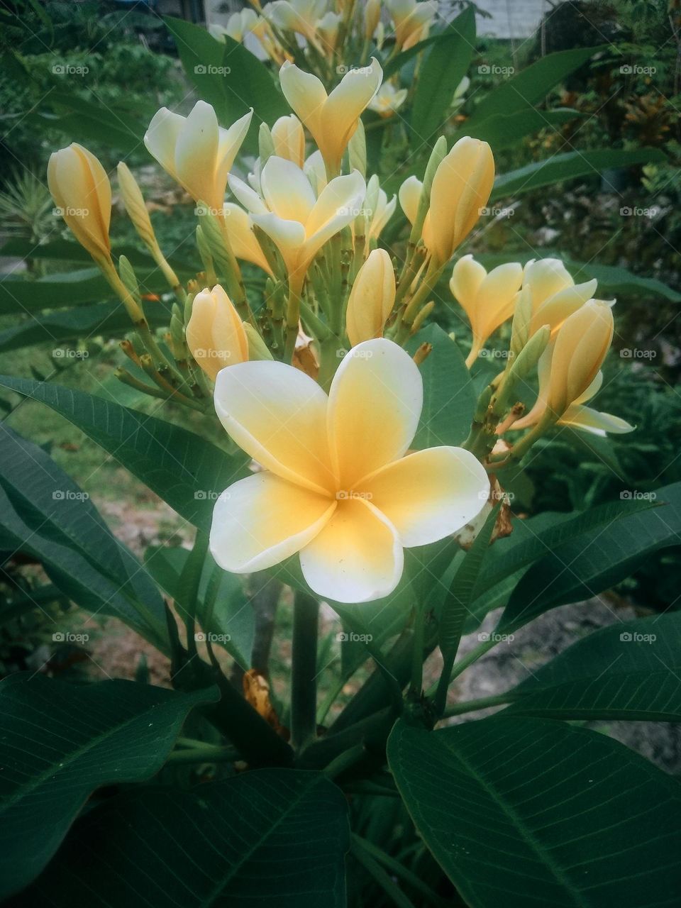 Plumeria Rubra Flower - White & Yellow petals color, Captured on march 9th 2023 - Kesu, north Toraja regency, Indonesia.