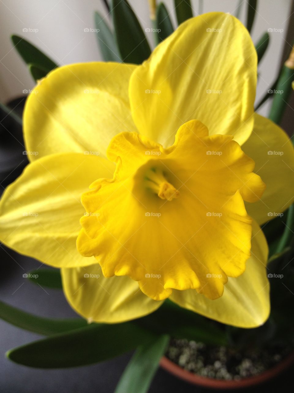 Daffodil. Daffodil