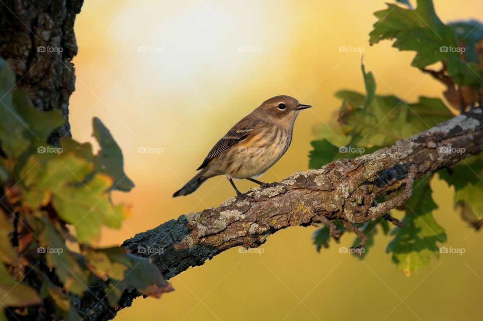 yellow - rumped warbler