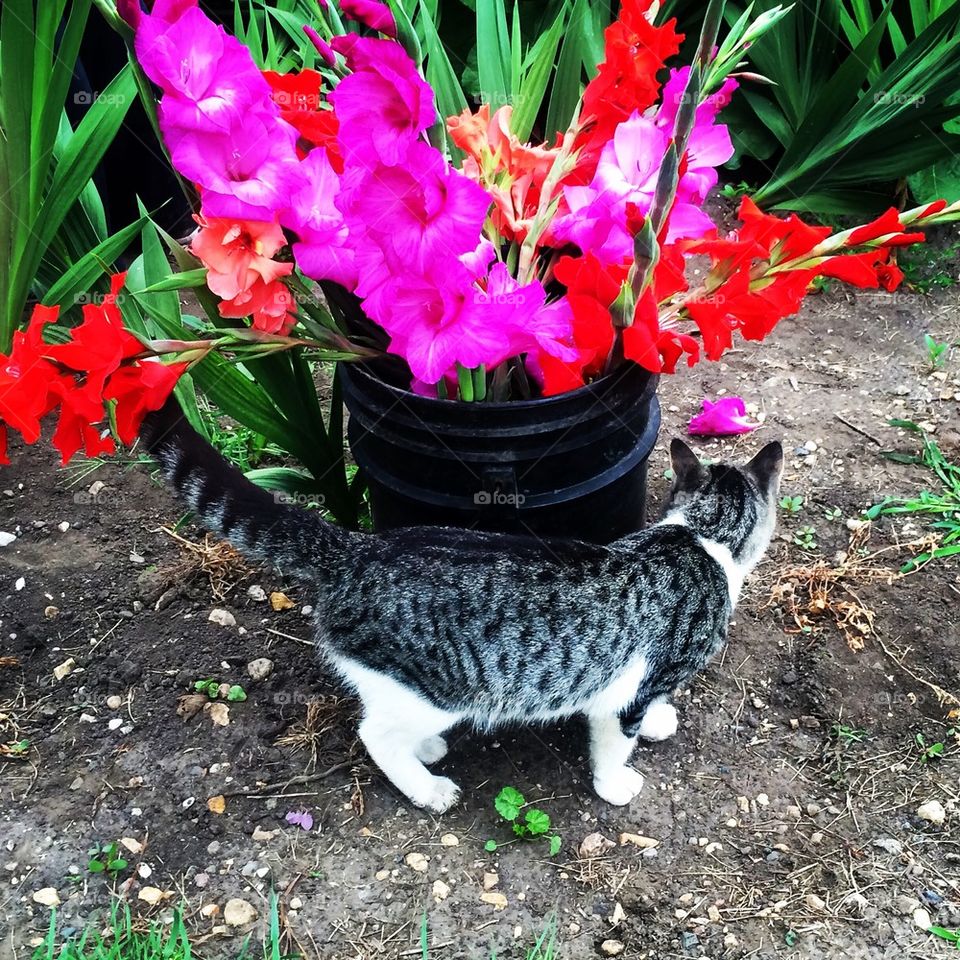Kitty with Glads