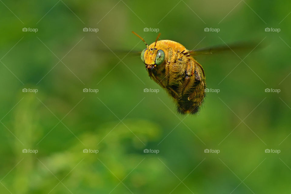 carpenter bee.