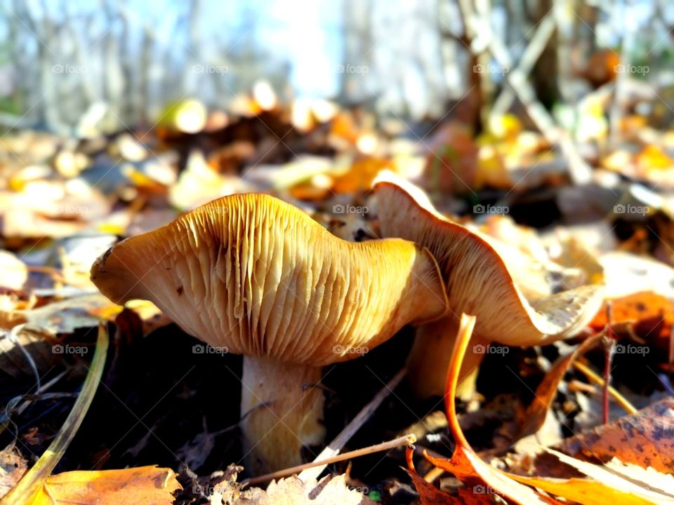 A walk in the autumn forest, mushrooms, a clear day