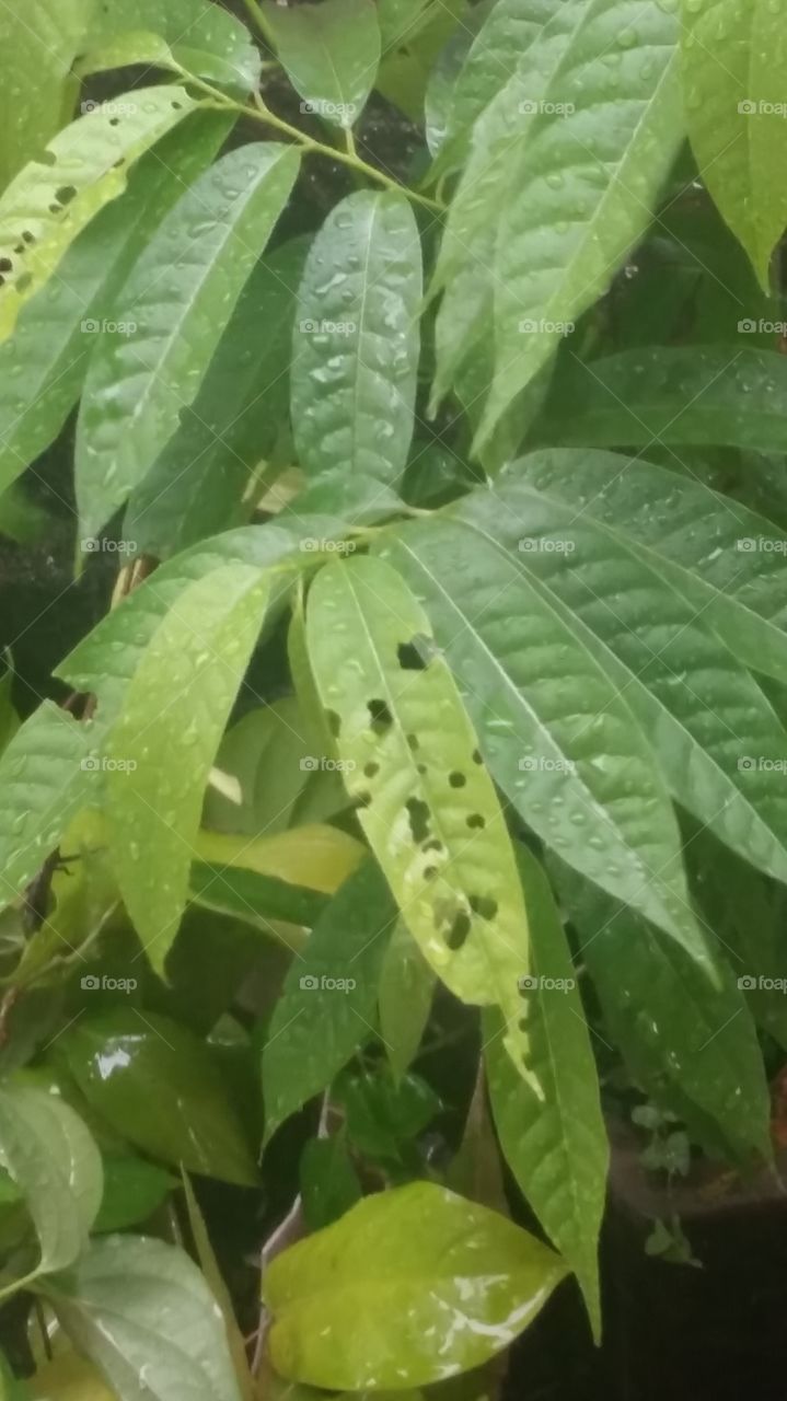 green fresh and broken leaf