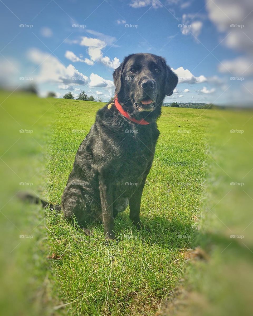 This is a wonderful dog ‘ he helps the blind ❤️