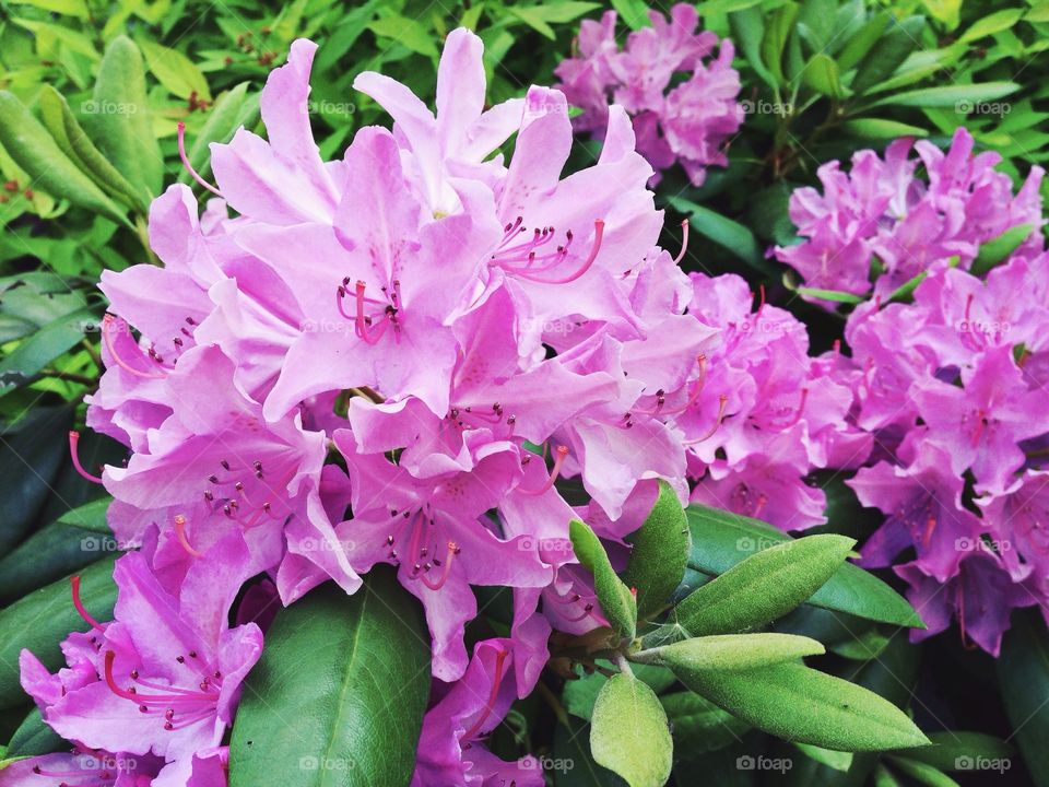 Blossoms in the garden . Flowers... 