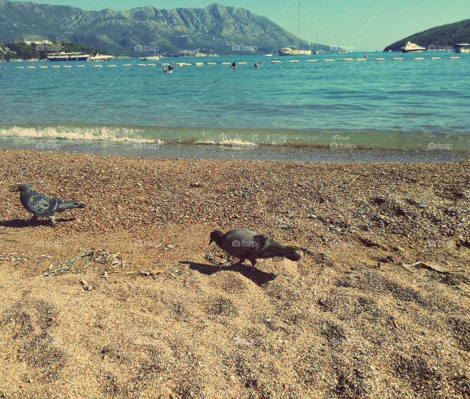 island, beach, sea and pigeon