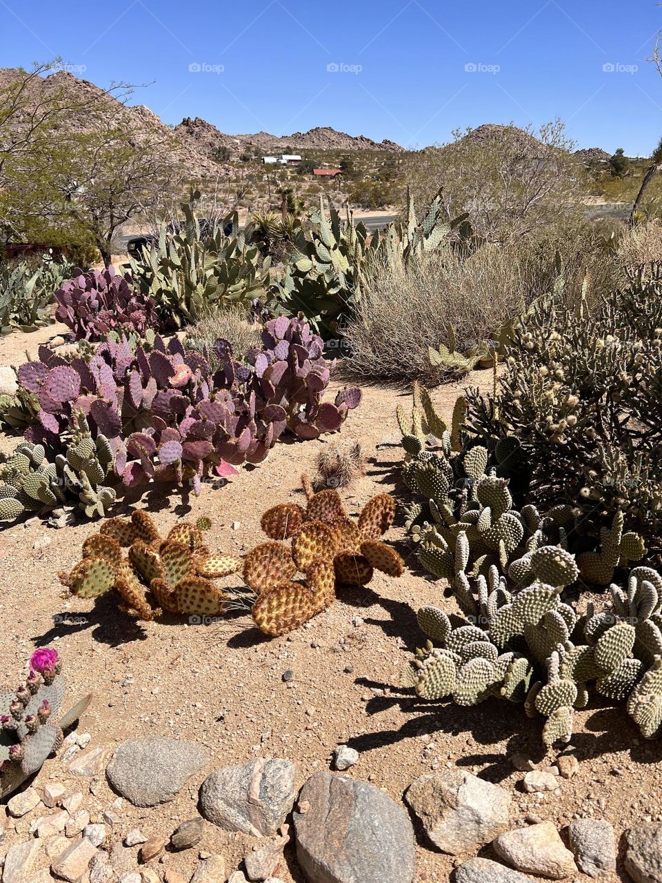 One little pink flower stretching to be seen within all the cactus. In Joshua Tree.