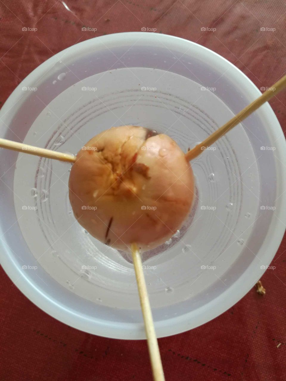 Avacado Seed at work