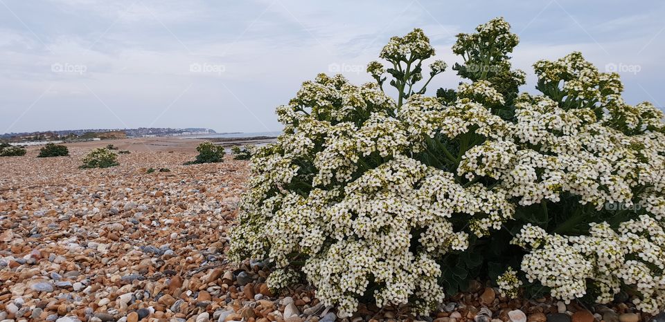 Sea kale flowers