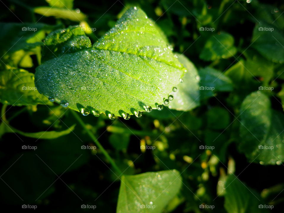 A perfect sunshine over dew drops dancing over the green leaves 🌿