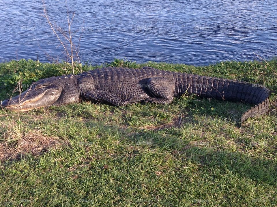 Alligator 