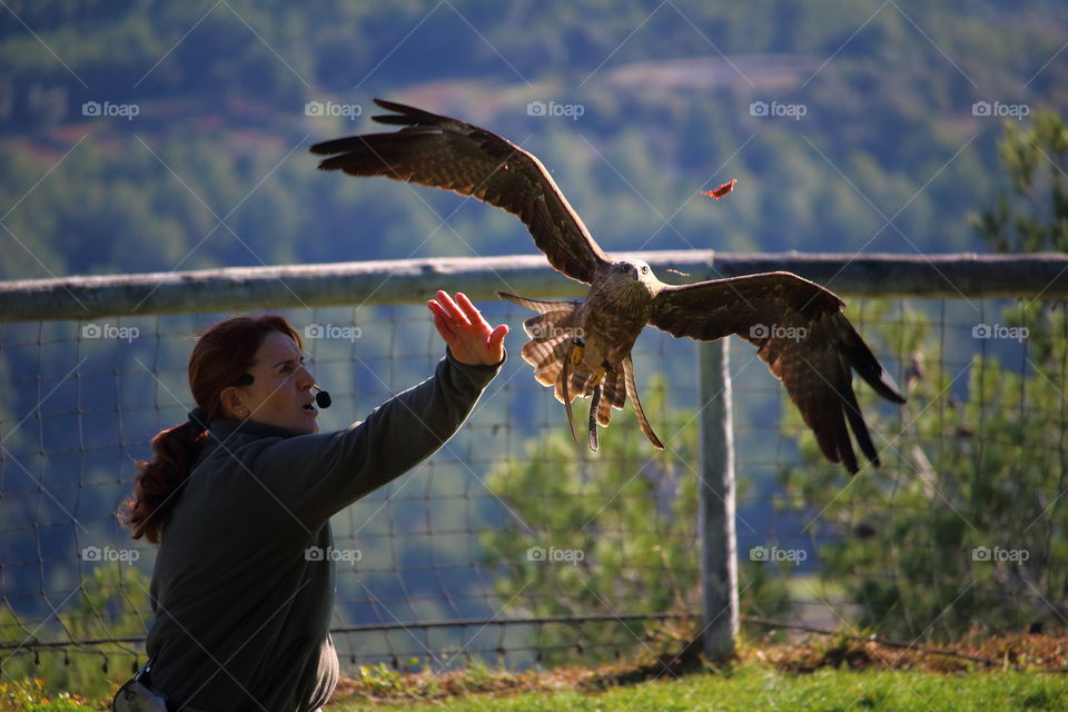 Training falcon