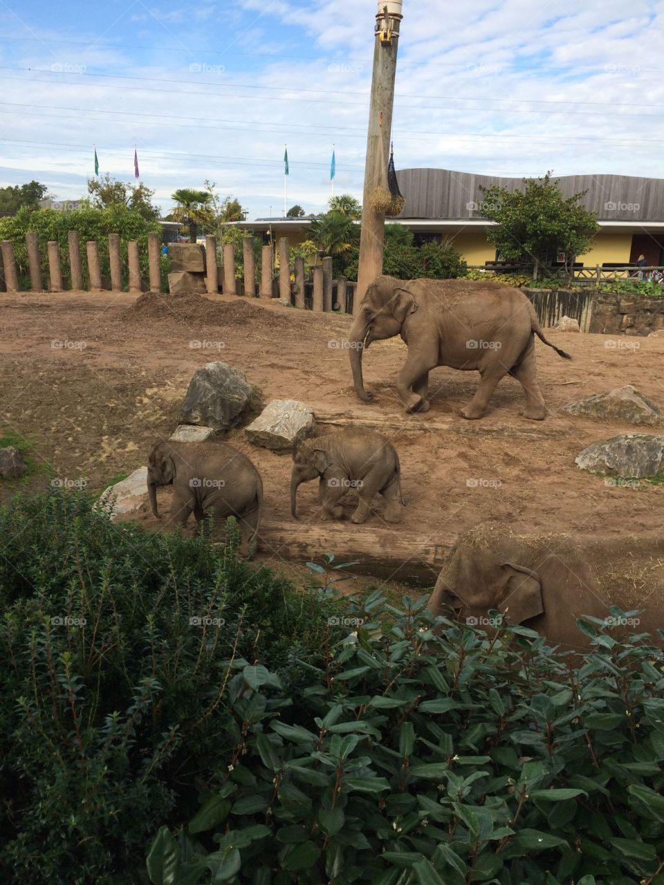 Chester Zoo Elephants