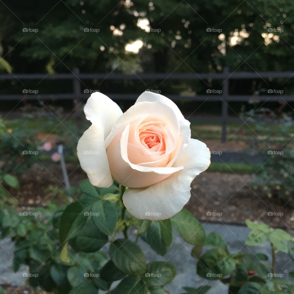 A light pink rose. 