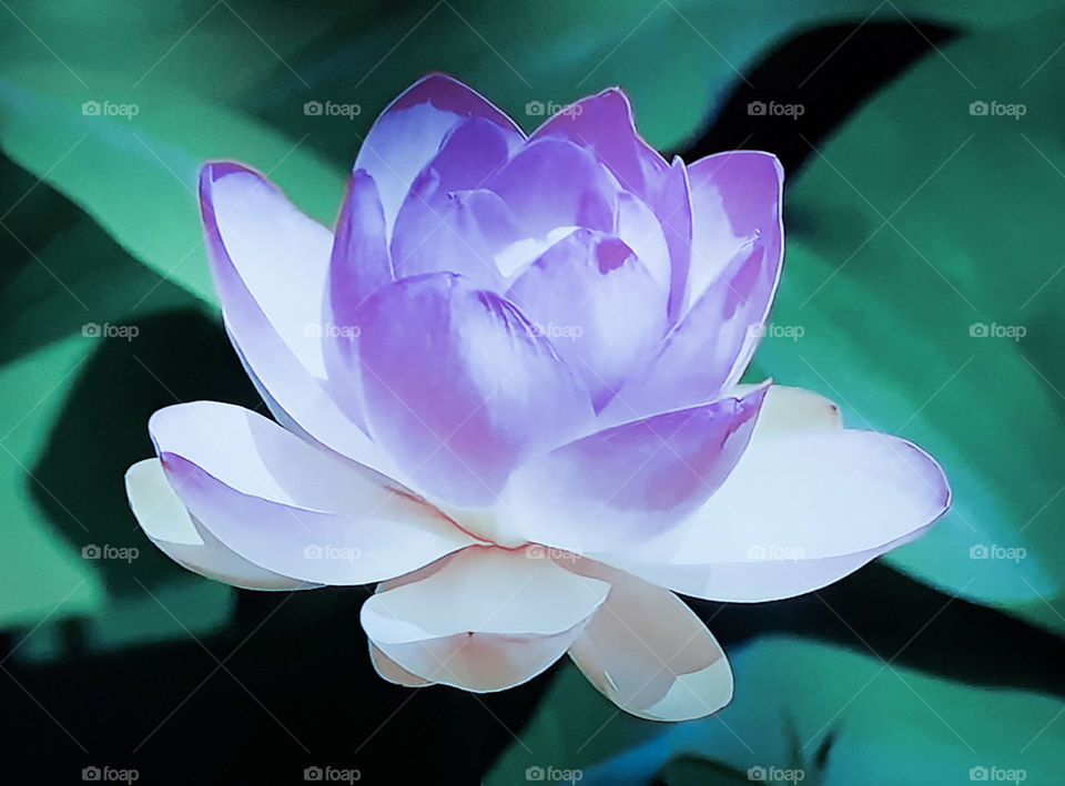 Flowers_Lotus water