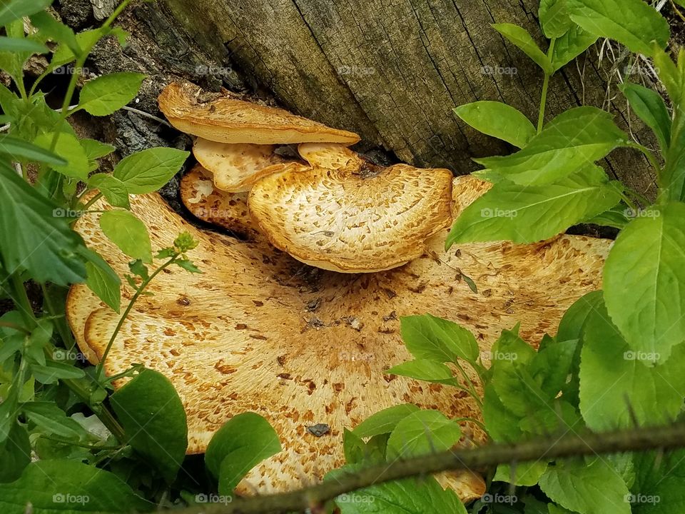 Taking a walk in the woods