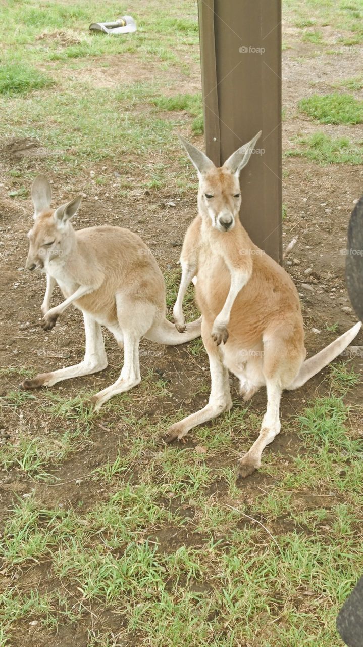 kangaroos