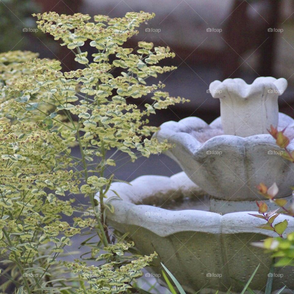 Variegated yellow foliage and birdbath!
