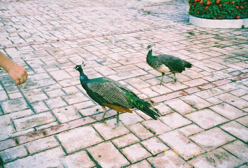 peacocks being feed