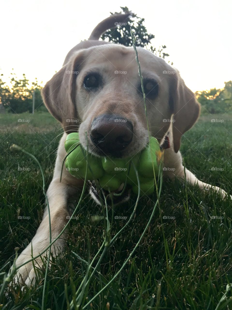 Happy yellow lab