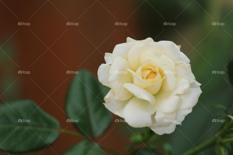 White rose
