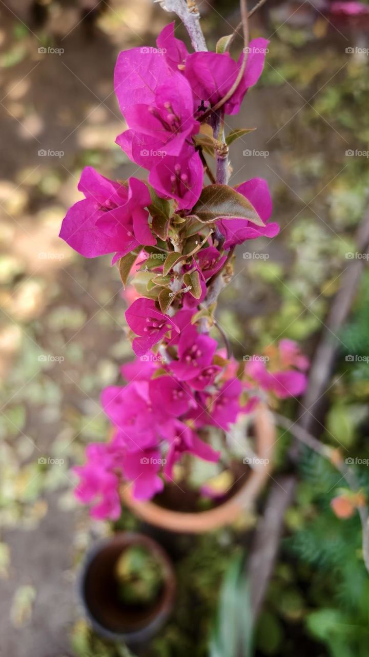 Bougainvillea glabra