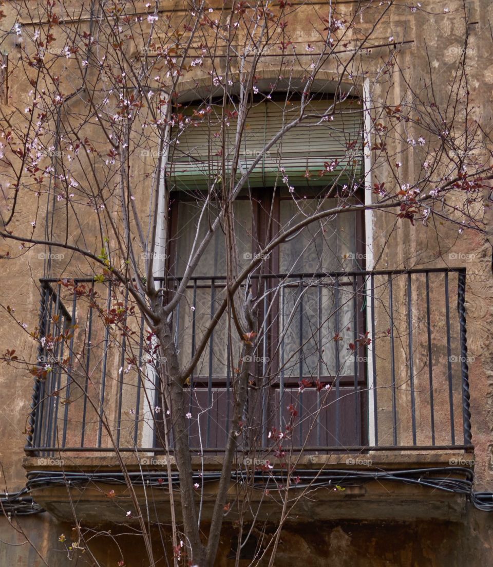 Cherry tree in the City